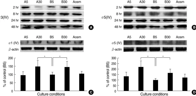 Fig. 3. Effects of glucose and AGE on the α(IV) chains protein in cultured GEpC assayed by Western blotting