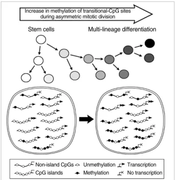 Fig. 8. A schematic diagram of variable methylation created dur- dur-ing asymmetric stem cell division