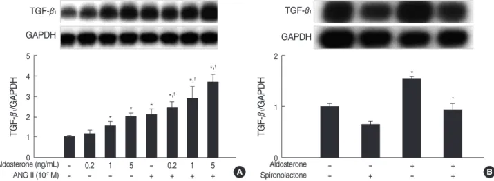 Fig. 2. Aldosterone stimulates TGF-β 1 mRNA expression in mesangial cells. (A) Cells were incubated with various dose of aldosterone (5 ng/