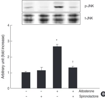 Fig. 4. Role for JNK phosphorylation in the aldosterone-induced TGF- β1 expression. (A) Cells were incubated with aldosterone (5 ng/mL) for various time points, and phosphorylated JNK was  detect-ed by Western blot analysis