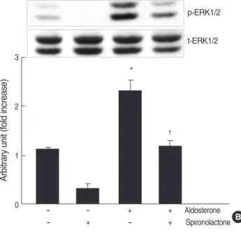 Fig. 5. Role for ERK1/2 phosphorylation in aldosterone-induced TGF- β1 expression. (A) Cells were incubated with aldosterone (5 ng/ mL) for various time points, and phosphorylated ERK1/2 was detected by Western blot analysis