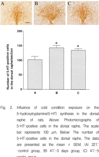 Fig.  2.  Influence  of  cold  condition  exposure  on  the  5-hydroxytryptamine(5-HT)  synthesis  in  the  dorsal  raphe  of  rats