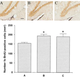 Fig.  4.  Influence  of  cold  condition  exposure  on  cell  proliferation  in  the  dentate  gyrus