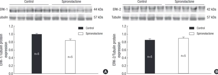 Fig. 8. Representative expressions of ERK-1 (A) and ERK-2 proteins (B) are similar in the developing rat heart of the control and S groups