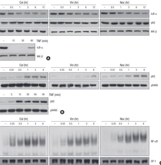 Fig. 1. Microtubule disrupting agents induces NF-κB activation through nuclear translocation of NF-κB subunit p65