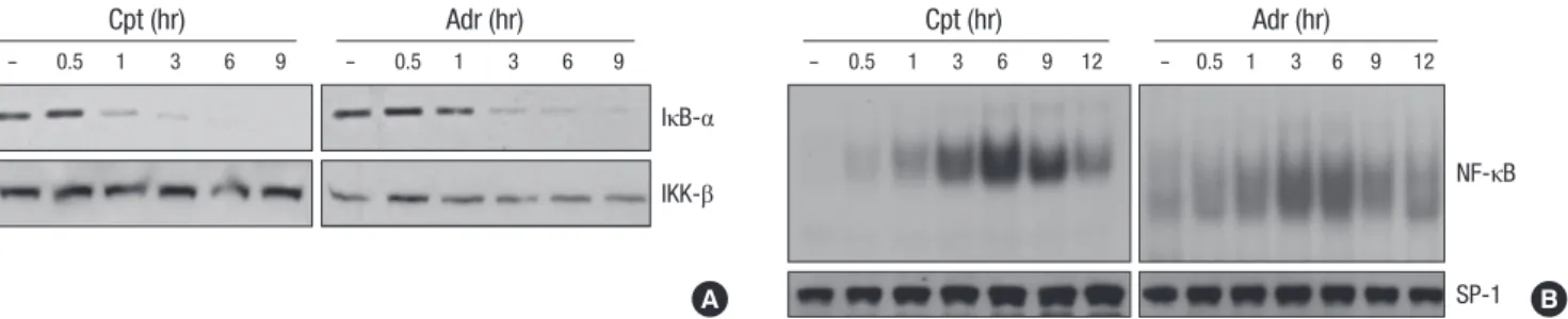 Fig. 2. DNA damaging agents induces NF-κB activation. (A) HeLa cells were treated with adriamycin (Adr, 10 μg/mL) or comptothecin (Cpt, 100 μM) for various times as indicated