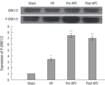 Fig. 4. The effect of APC on expressions of Bax, Bcl-2 and cytochrome C mRNA. All  values are means±SE (n=6)