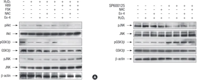 Fig. 2. Protective effect of Ex-4 on oxidative stress-induced apoptosis via PI3-kinase/Akt/GSK3β and JNK signaling pathway in human islet