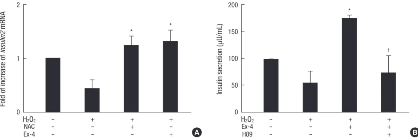 Fig. 4. Effects of the Ex-4 on insulin secretion. Human islet was pretreated with H89 (10 µM)
