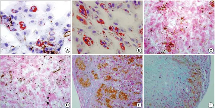 Fig. 5. Differentiation potential of Resovist and chitosan-SPIO labeled mesenchymal stem cells