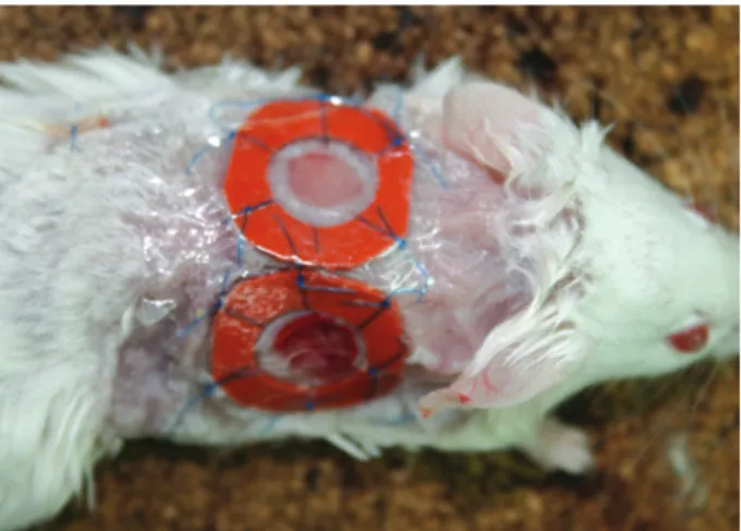 Fig. 1. Two 6-mm circular full-thickness skin defects on the back of mouse with silicone rings.