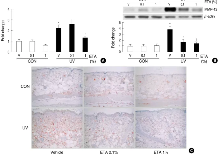 Fig. 4. Topical application of ETA prevents UV-induced matrix metalloproteinase-13 (MMP-13) expression