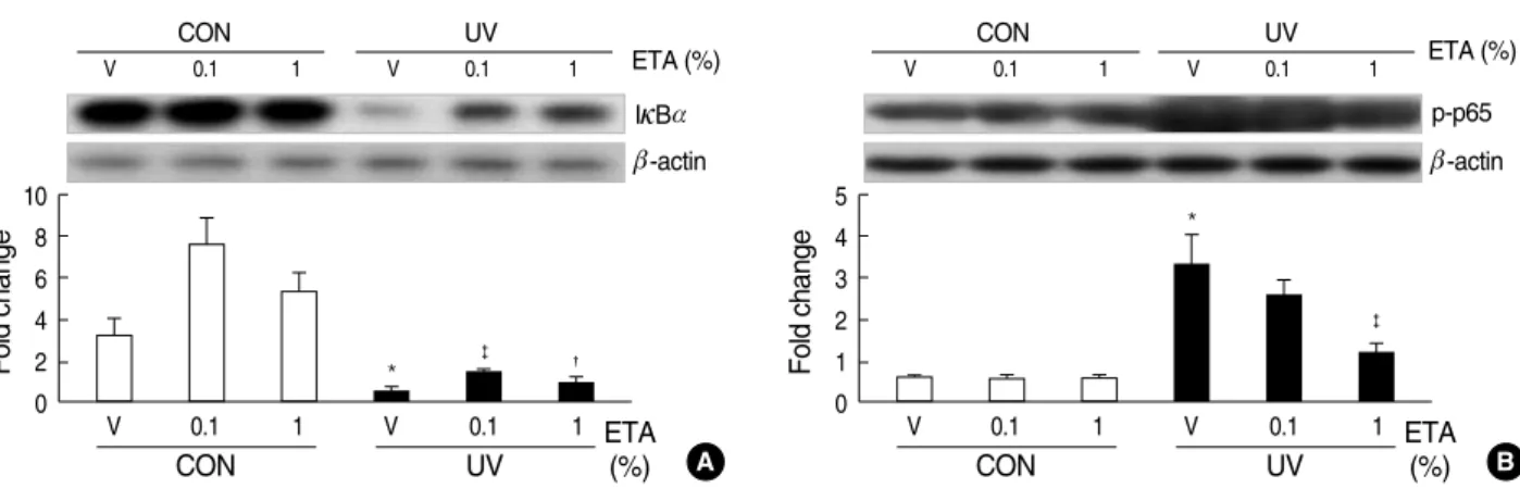Fig. 5. ETA increases I k B a expression and decreases NF- k B p65 phosphorylation in hairless mouse skin in vivo