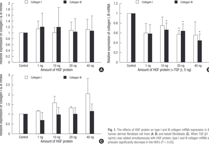 Fig. 1. The effects of HGF protein on type I and III collagen mRNA expression in the  human dermal fibroblast cell lines (A, B) and keloid fibroblasts (C)