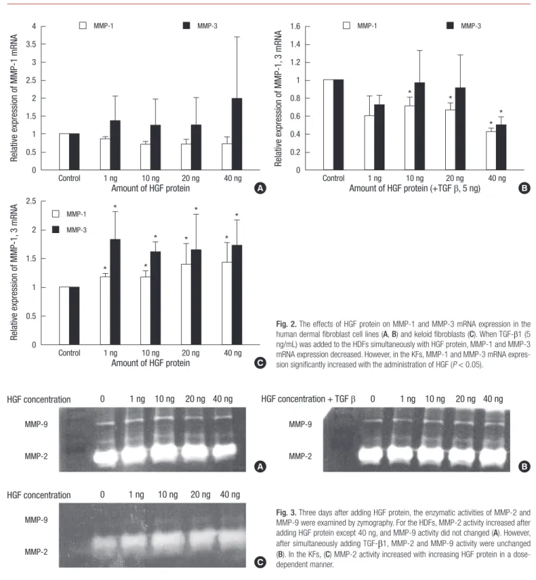 Fig. 3. Three days after adding HGF protein, the enzymatic activities of MMP-2 and  MMP-9 were examined by zymography