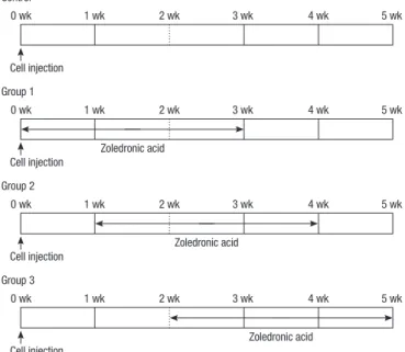Fig. 1. Experimental schedule of zoledronic acid administration.