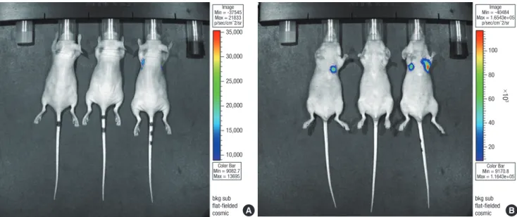 Fig. 2. Metastatic activities visualized using bioluminescent imaging in the control group (A; dorsal side, B; ventral side)