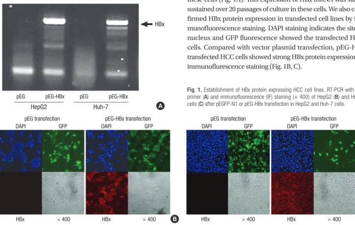 Fig. 1. Establishment of HBx protein expressing HCC cell lines. RT-PCR with HBx  primer (A) and immunofluorescence (IF) staining (× 400) of HepG2 (B) and Huh-7  cells (C) after pEGFP-N1 or pEG-HBx transfection in HepG2 and Huh-7 cells.