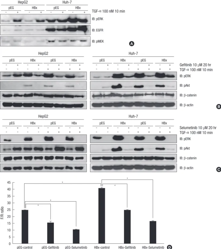 Fig. 2. pERK and pAkt expression and β-catenin activity changes by gefitinib or selumetinib in HepG2 and Huh-7 cells