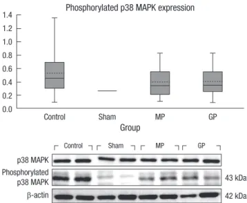 Fig. 3. The effect of intraperitoneal injection of pregabalin (30 mg/kg) on the expres- expres-sion of phosphorylated p38 MAPK in contusive spinal cord injury
