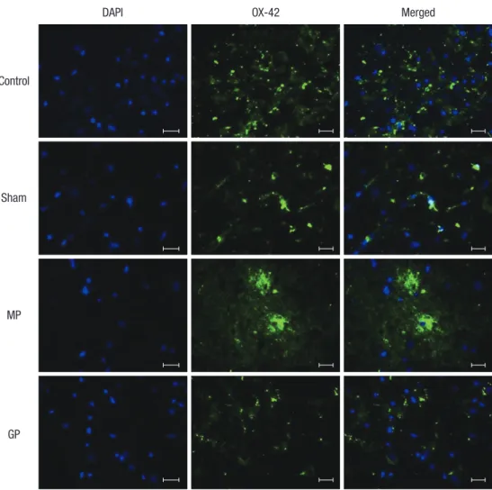 Fig. 5. Immunofluorescence detection of  the activated microglia labeled with  anti-body OX-42