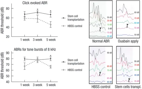 Fig. 6. Auditory brainstem response (ABR) results after  nhMSC transplan tation. Click-evoked ABR waves are  recorded up to -10 ± 10 dB in normal guinea pigs