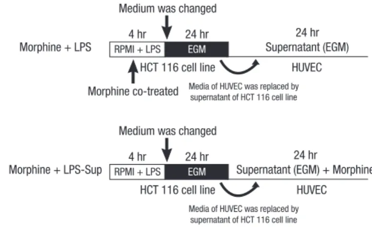 Fig. 2. Experimental protocol. Morphine was co-treated in two ways: 1) Morphine +  LPS; co-treating morphine with LPS during stimulation of HCT 116 cells or 2)  Mor-phine + LPS-Sup; adding morMor-phine to LPS-Sup prior to incubation of HUVECs
