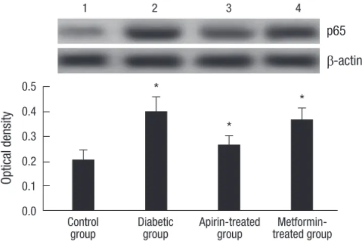 Fig. 2. Western blot analyses of NF-κB (p65) of liver tissues from four studied groups