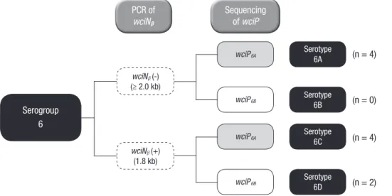 Fig. 1. Type determination of serogroup 6  based on the presence of wciN β  and the  se-quencing results of the wciP genes.