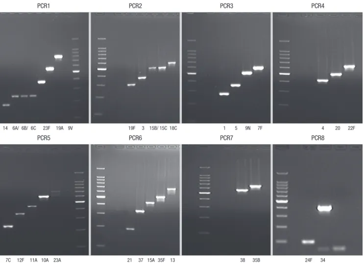 Fig. 2. Representative multiplex reactions. The serotypes determined by 8 different multiplex formulations are shown below the lanes, respectively.