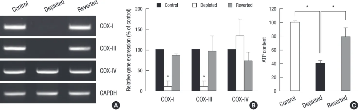 Fig. 2. Expression of CTRP6 mRNA and protein in control, mtDNA-depleted, and re- re-verted C2C12 cells