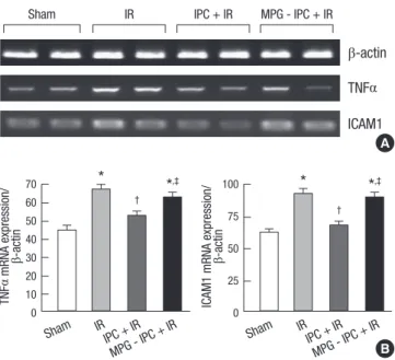 Fig. 2. Changes of proinflammatory cytokine, TNFα and ICAM1 from left renal corti- corti-ces of mice subjected to sham operation (n = 8), renal IR group (n = 8), hepatic IPC  + IR group (n = 8) and MPG-hepatic IPC + IR group (n = 8)