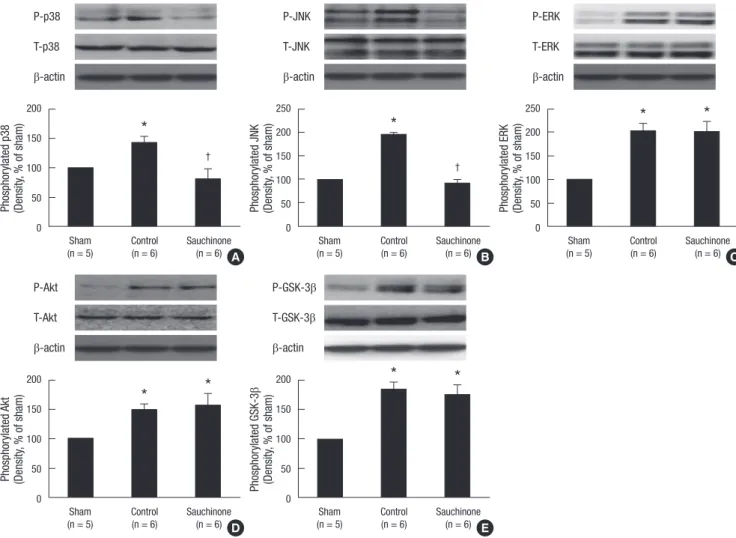 Fig. 3. Effects of sauchinone on the expression of total and phosphorylated p38 (A), JNK (B), ERK1/2 (C), Akt (D), and GSK-3β (E)