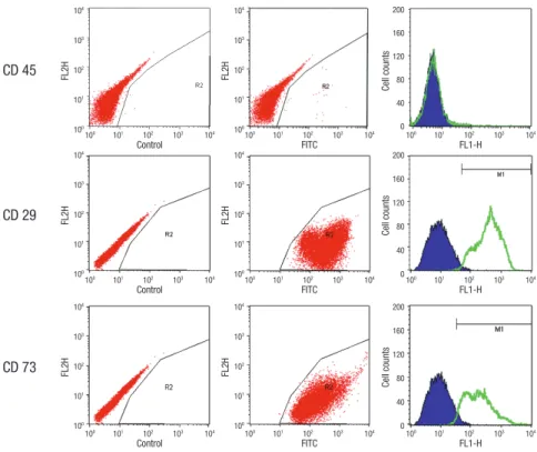Fig. 2. Type II collagen expression of the transplanted cells were observed. In both  transplanted groups, cells with a colocalization of PKH 26 and collagen II were not  detected