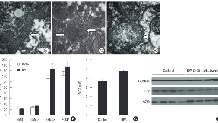 Fig. 5. Structure and function of hepatic mitochondria in the mice treated with BPA (0.05 mg/kg bw/day) for 5 days