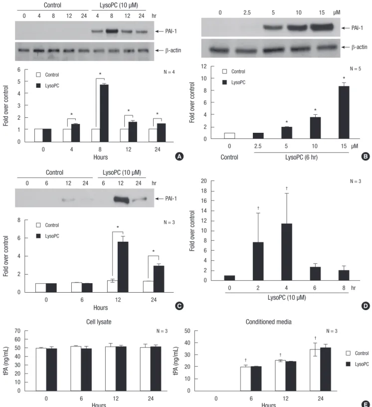 Fig. 1. The effects of lysoPC on PAI-1 expression in VSMCs. (A), (B) and (C) Induction of PAI-1 protein as detected by Western blot analysis