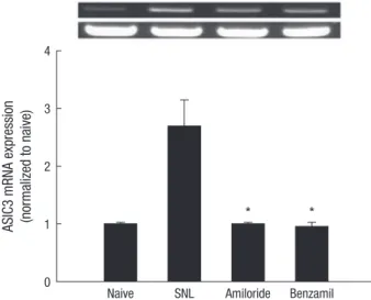 Fig. 3. Acid-sensing ion channel (ASIC) expression in the rat spinal dorsal horn (n = 5,  each group)