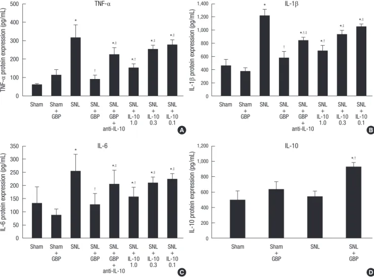 Fig. 2. Intrathecally injected gabapentin reduces the expression of TNF-α (A), IL-1β (B), and IL-6 (C) but increases the expression of IL-10 (D) in the dorsal horn in SNL rats  (6 rats per group)