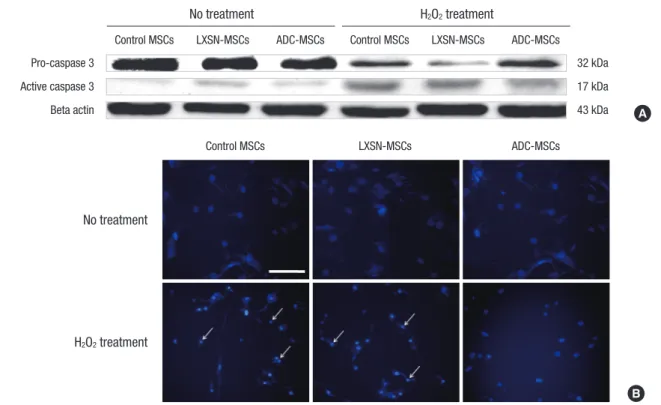 Fig. 4. AKT, CREB, and BDNF in control MSCs, LXSN-MSCs, and ADC-MSCs following H 2 O 2  treatment