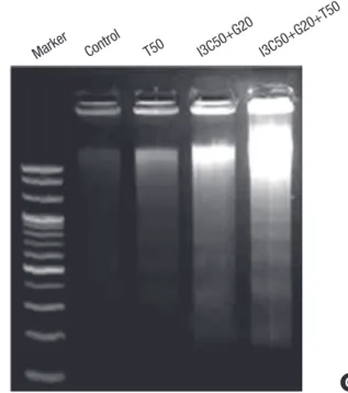 Fig. 3. Effect of I3C, Genistein (G) and TRAIL (T) on caspase-3 activity and DNA  fragmentation