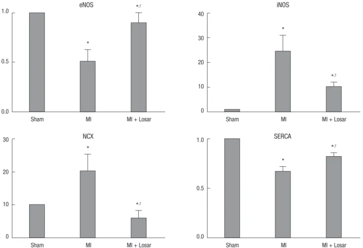 Fig. 8. Alterations of the eNOS, iNOS, SERCA and NCX protein expression in the left  atrium