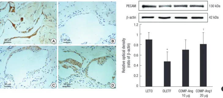 Fig. 1. Immunohistochemistry of PECAM-1 in penis tissue from the LETO (A), OLETF (B), OLETF+10 µg COMP-Ang1 (C), and OLETF+20 µg COMP-Ang1 (D) groups