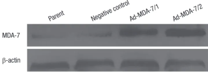 Fig. 1. The construction of stably MDA-7 overexpression LiBr cell lines. Western blot  showed increased MDA-7 expression in MDA-7 overexpressing LiBr cells