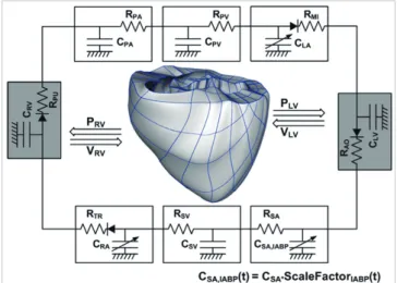 Fig. 1. Schematic diagram of the finite-element ventricular electromechanical model  coupled with the circulatory model (A)