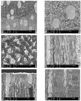 Fig. 8. SEM micrographs of black walnut impregnated  with low melting alloy.