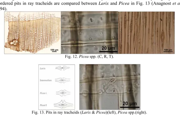Fig. 12. Picea spp. (C, R, T). 