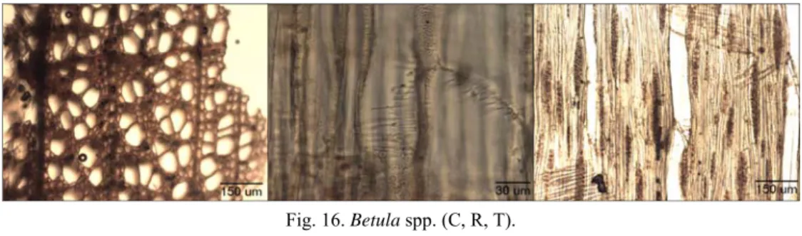 Fig. 16. Betula spp. (C, R, T). 