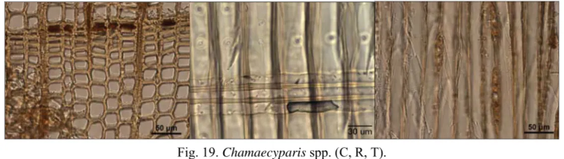 Fig. 19. Chamaecyparis spp. (C, R, T). 