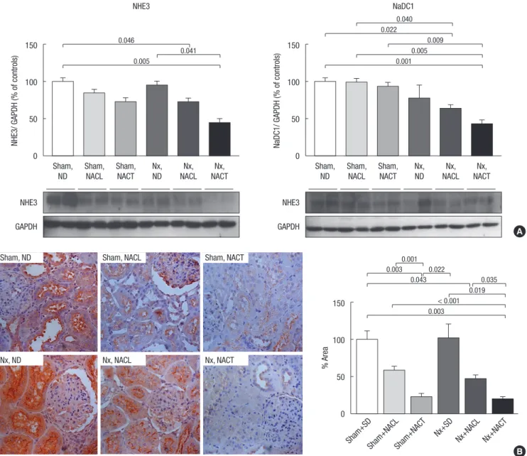 Fig. 3. Immunoblots (A) of NHE3 and NaDC1, and immunohistochemistry of NHE3 (B). Immunoblot analysis shows band density values that were standardized by dividing them  by the average value of the control group, and the mean for the control group was define