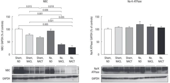 Fig. 4. Immunoblots of NBC and Na-K-ATPase. In immunoblot analysis, the band density values were standardized by dividing them by the average value of the control group,  and the mean for the control group was defined as 100%